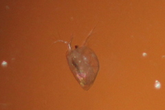 Simocephalus