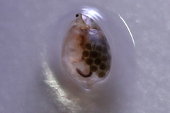 Simocephalus