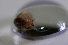 Simocephalus
