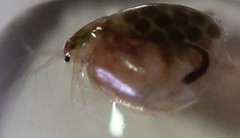 Simocephalus