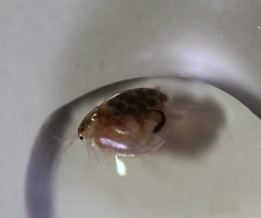 Simocephalus