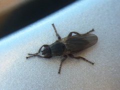 Coelopidae