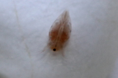 Simocephalus
