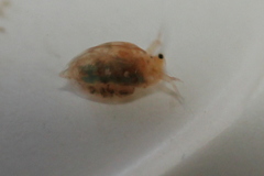 Simocephalus