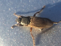 Coelopidae
