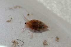 Simocephalus
