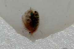 Simocephalus