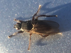 Coelopidae