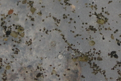 Simocephalus