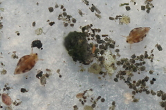 Simocephalus