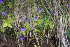 Pinguicula balcanica