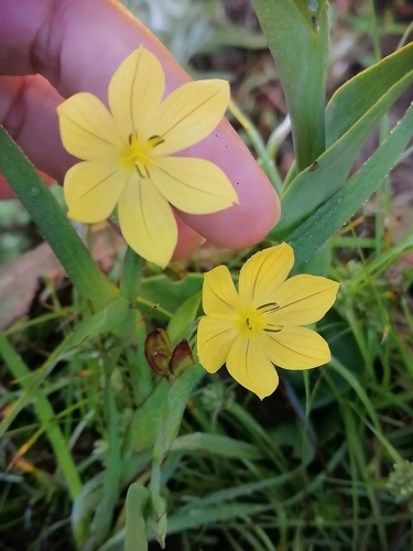 Sisyrinchium convolutum, photograph 6