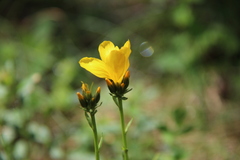 Linum capitatum