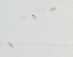 Daphniidae