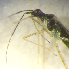 Dicyphus errans