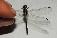 Micromacromia camerunica