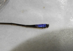 Pseudagrion melanicterum