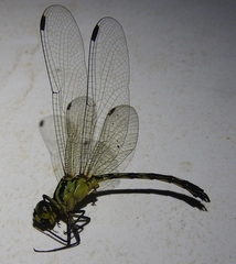 Micromacromia camerunica