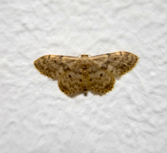 Idaea inquinata