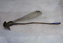 Pseudagrion melanicterum