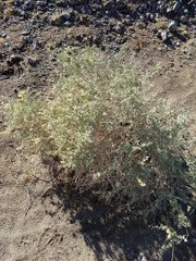Atriplex canescens laciniata