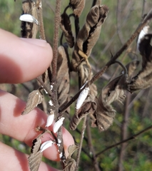 Crypticerya genistae