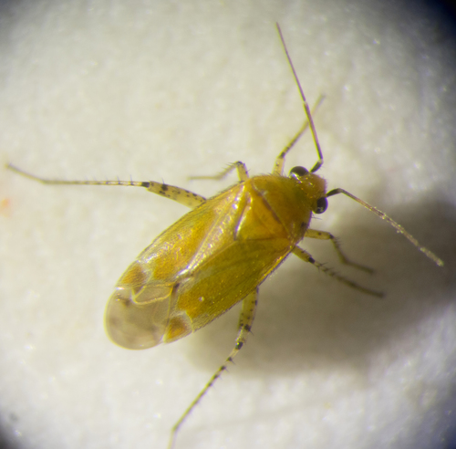 Plagiognathus fulvipennis