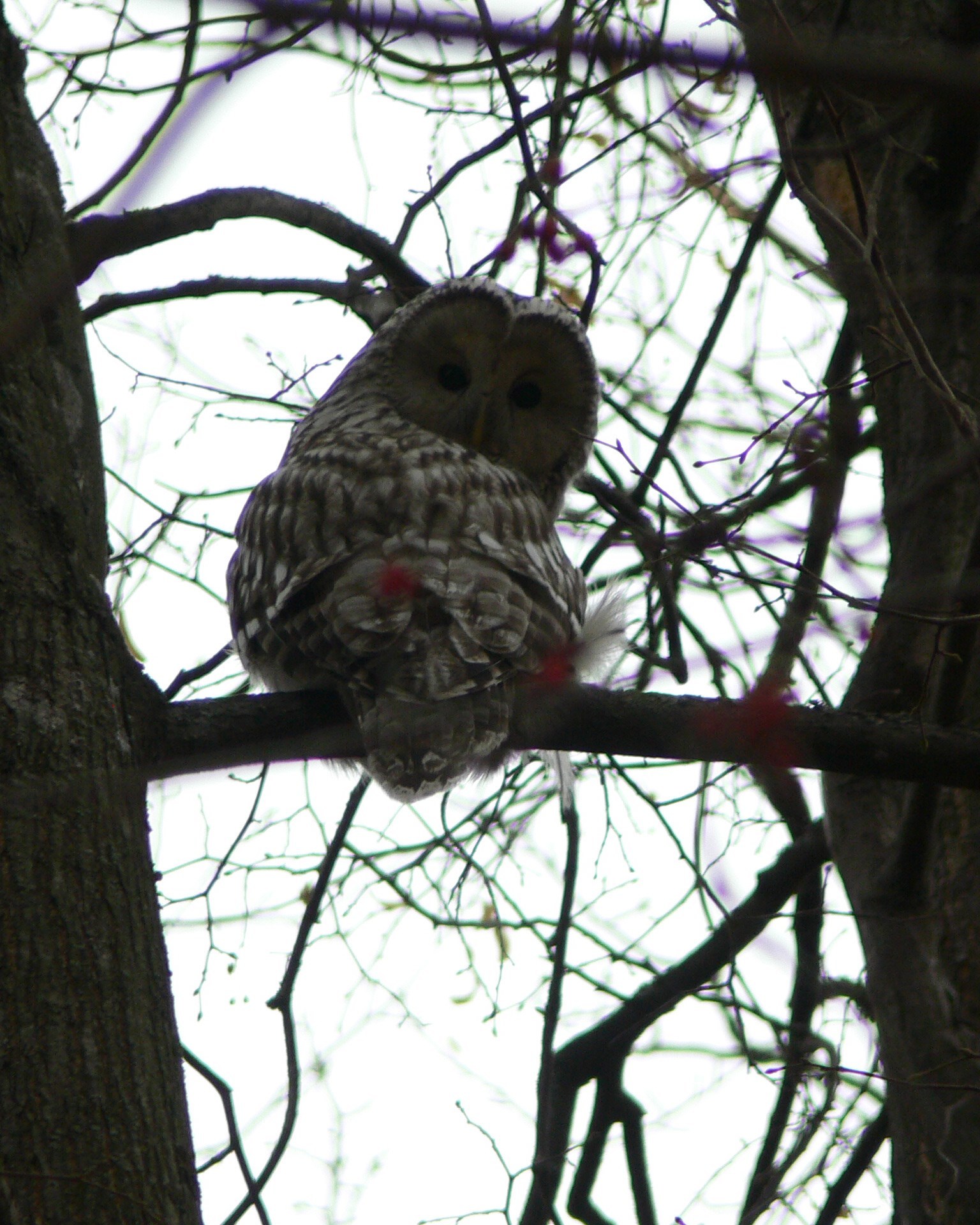 Ural Owl