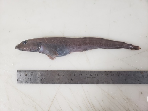 Doubleline eelpout (Lycodes eudipleurostictus) — Zoarcidae — 2