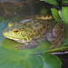 American Bullfrog - Photo (c) corvid81, some rights reserved (CC BY-NC), uploaded by corvid81