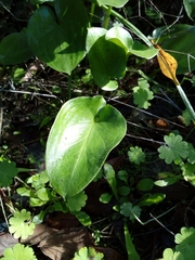 Arum italicum
