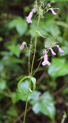 Penstemon tenuis