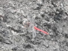 Bradinopyga strachani