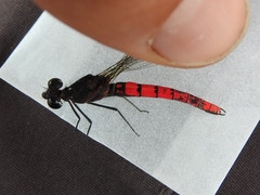 Chlorocypha consueta