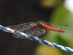 Hadrothemis defecta