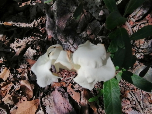 Image of Mandevilla hypoleuca by no rights reserved
