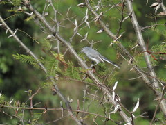 Polioptila nigriceps