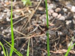 Palpopleura albifrons