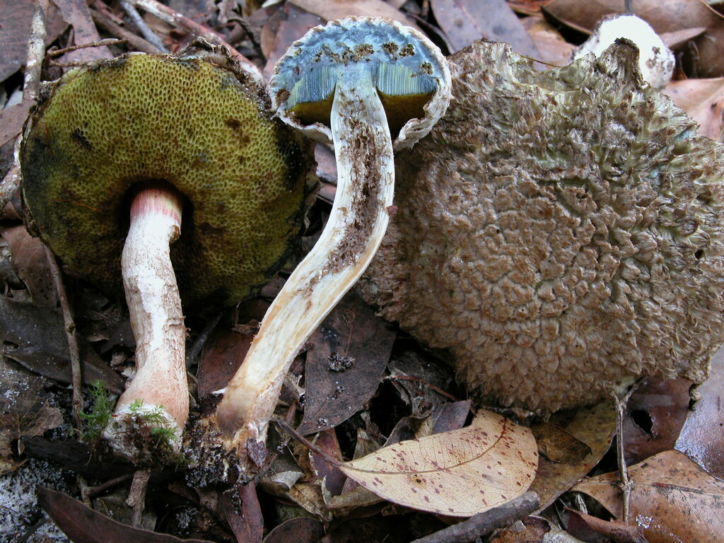 Boletellus dissiliens