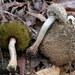 Boletellus dissiliens - Photo (c) Roy Halling, alguns direitos reservados (CC BY-NC), uploaded by Roy Halling