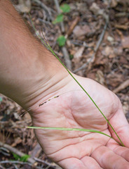 Carex debilis rudgei