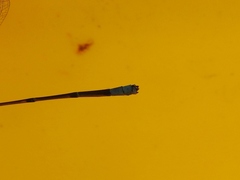 Pseudagrion glaucescens