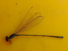 Pseudagrion glaucescens