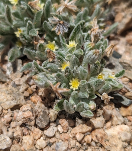 Image of Eatonella nivea by (c) Dominic Gentilcore, some rights reserved (CC BY)