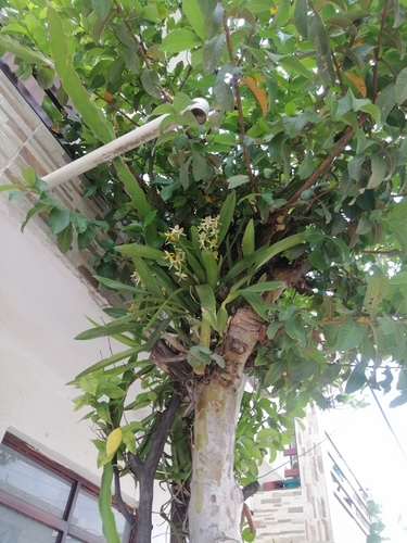 Prosthechea trulla, photograph 4