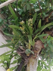 author not stated, no rights reserved Prosthechea trulla, photograph author not stated, no rights reserved
