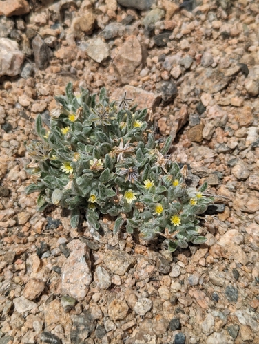 Image of Eatonella nivea by (c) Dominic Gentilcore, some rights reserved (CC BY)