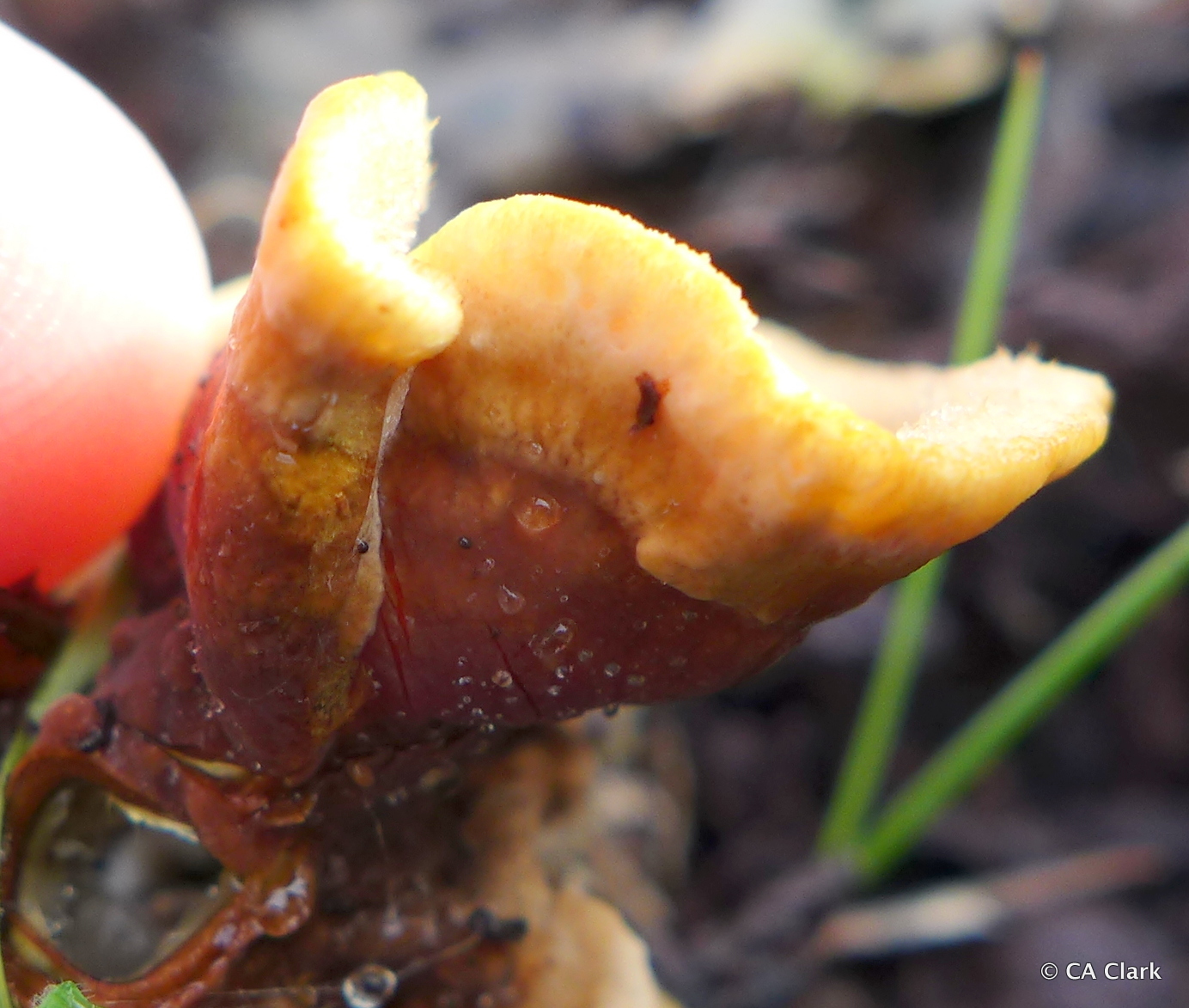 Stereum hirsutum image
