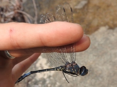 Zygonyx natalensis