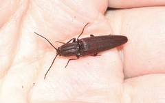 Elatichrosis exarata